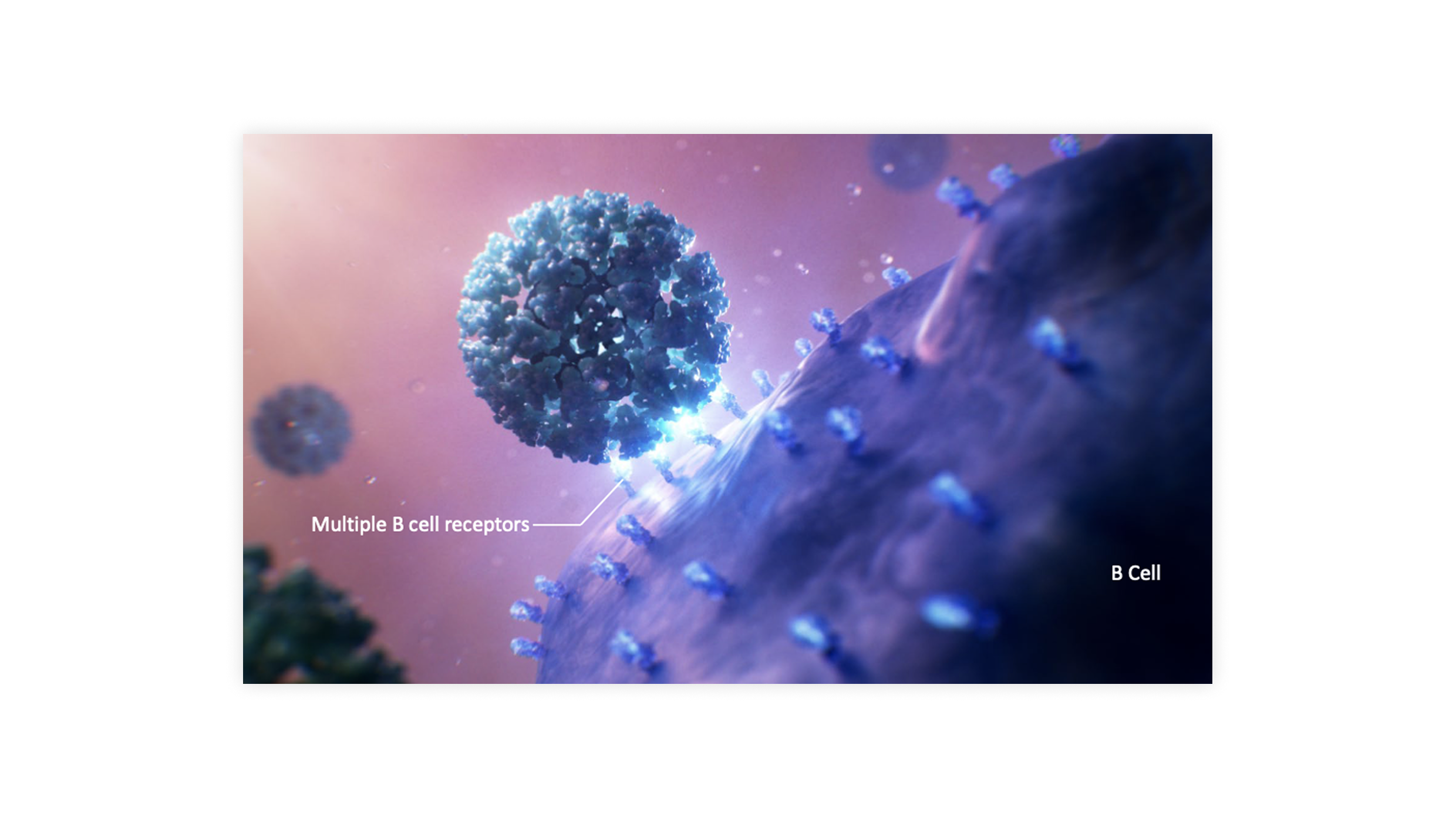 3D render — virus-like particles meeting B cell receptors